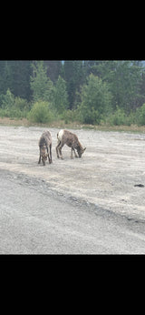 Two wild sheep graze on a gravel road, common near RV rental adventures. Green trees line the background.
