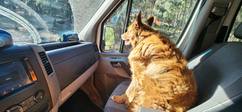  looking out the window at the sunny outdoor scene.|RV rental with side door open — photo 2