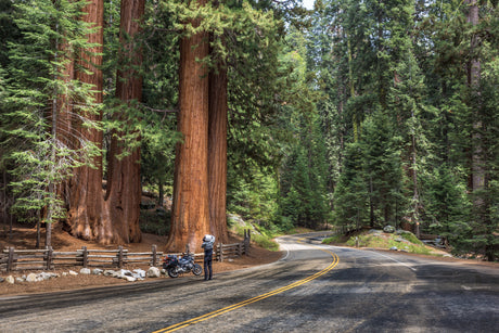 Motorcyclist pauses by giant sequoia trees on a winding road. Imagine your RV rental journey through such breathtaking forests.