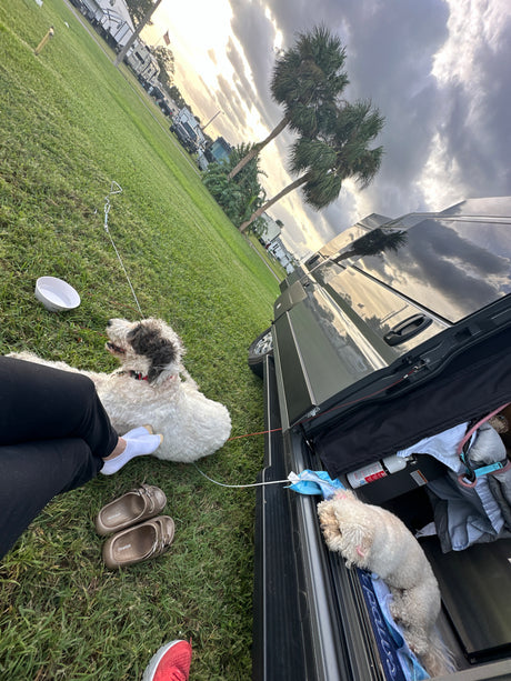 Relaxing at an RV rental site with two dogs. One on the grass, one in the van's rear. Cloudy sky, palm trees.