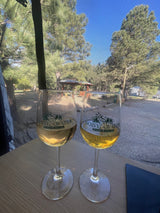 Sipping white wine from Noisy Water Winery, enjoying the serene outdoor view through our RV rental's screen.