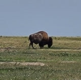 Spot a majestic American bison grazing in an expansive field! Your RV rental offers prime views of wildlife and nature.