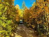 An RV rental drives a sunlit dirt road amidst vibrant yellow fall foliage, offering scenic nature travel.
