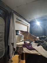Curious dog peeking from an rv rental van window. A pet enjoying the view from its cozy bed in this van conversion.