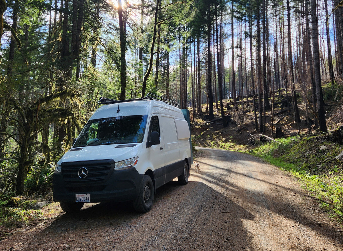 An RV rental van and a small dog are on a sunny forest road. Lush trees on left, fire-affected forest on right.