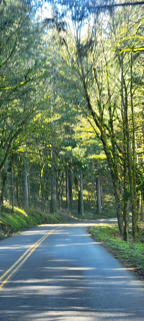 Picture a scenic forest drive for your RV rental. Sunlit mossy branches cast long shadows across the wet asphalt road.