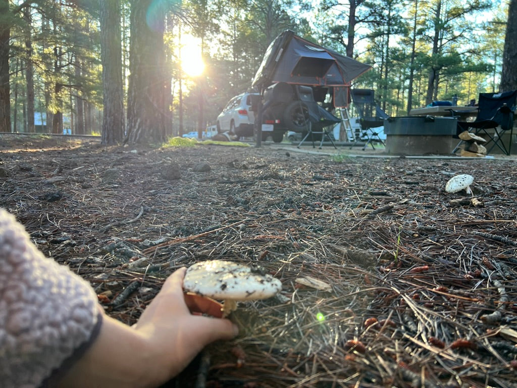 A hand holds a mushroom at a peaceful campsite, perfect for an RV rental adventure with a vehicle & rooftop tent.