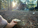 A hand holds a mushroom at a peaceful campsite, perfect for an RV rental adventure with a vehicle & rooftop tent.