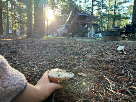 A hand holds a mushroom at a peaceful campsite, perfect for an RV rental adventure with a vehicle & rooftop tent.