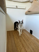 Adorable cat with green eyes emerges from a custom archway in a cozy RV rental, ideal for pet-friendly travel.
