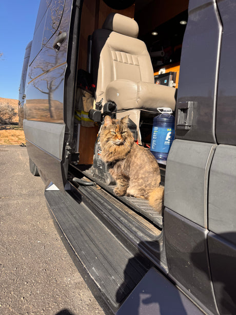 Fluffy cat enjoying the sunny day on the step of an RV rental van, with the door open and interior visible.