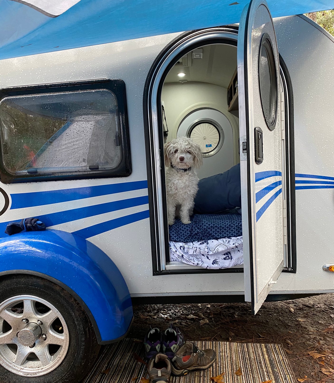 Cozy rv rental trailer with a fluffy dog inside the open door at a wet campsite, with shoes left outside.