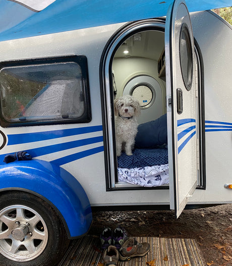 Cozy rv rental trailer with a fluffy dog inside the open door at a wet campsite, with shoes left outside.