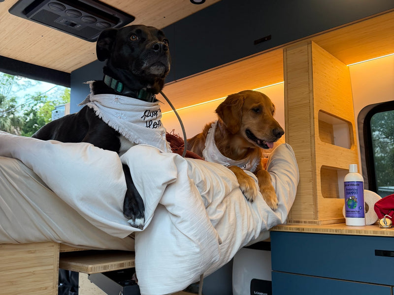  with a sunshade visible.|RV rental adventure: Woman and golden retriever relaxing in their camper van amidst lush trees.|Two dogs (black and golden retriever) on a bed in a cozy RV rental — photo 5