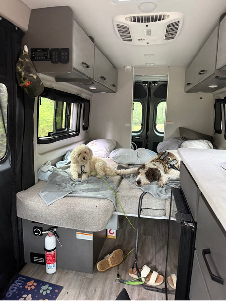 Two dogs relax on a bed in an rv rental. Overhead storage, ceiling AC, and a fire extinguisher are visible inside.