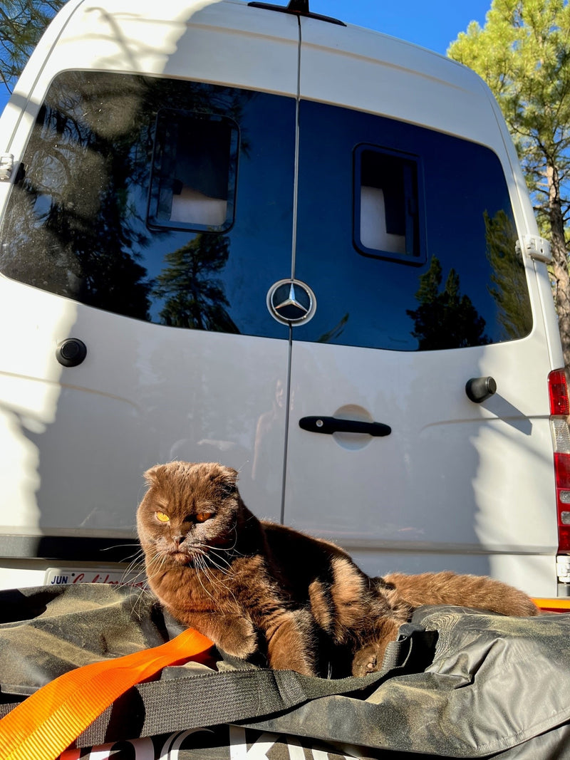 A chocolate Scottish Fold cat with bright orange eyes rests on a travel bag behind an RV rental van. Perfect pet-friendly van life adventure! — photo 14