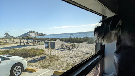 Dog looking out an RV rental window at a sunny beach park with picnic tables, ocean, and a white car.