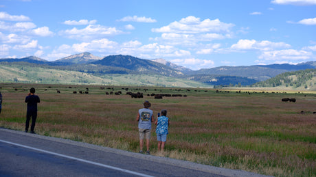 Visitors watch a large bison herd in a scenic national park vista with mountains. Ideal stop for an RV rental.