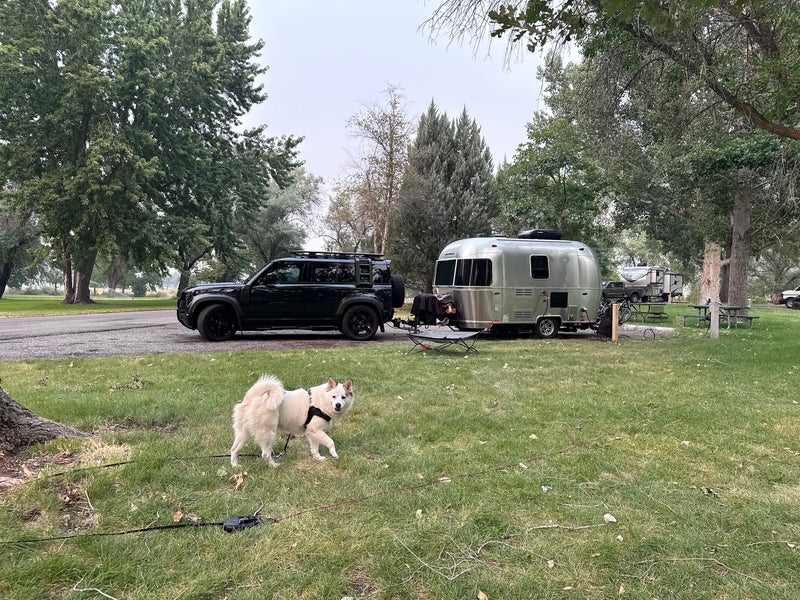 A white dog on a leash in the grass, with a black SUV towing an Airstream RV rental in a treed campground. — photo 10