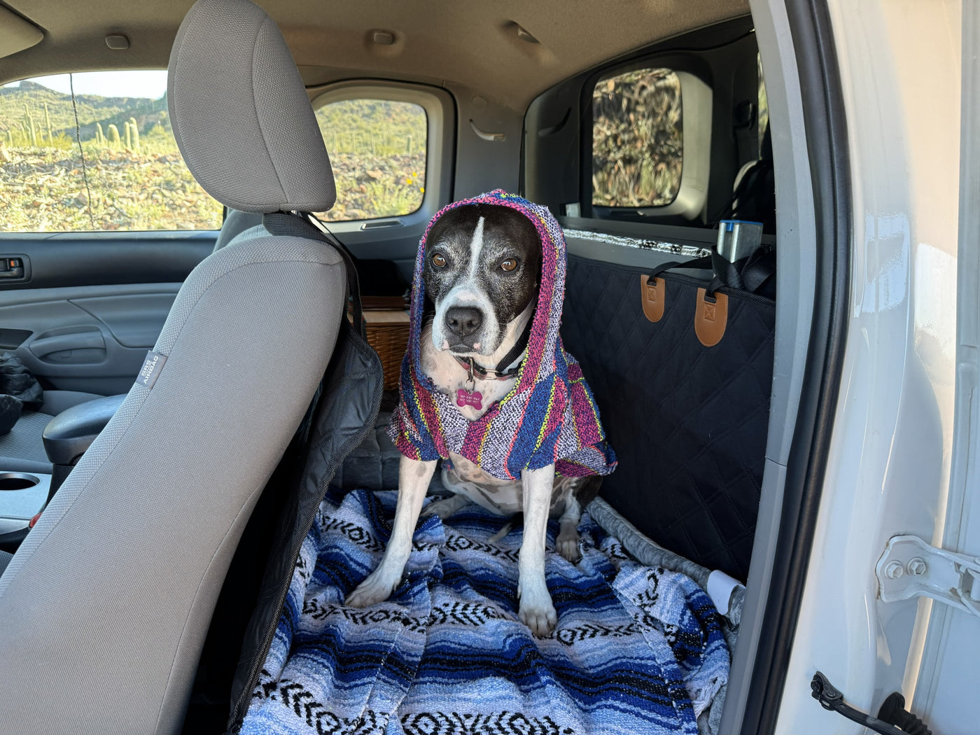 Dog in colorful poncho sits comfortably in an rv rental, taking in the scenic desert view through the window. — photo 4