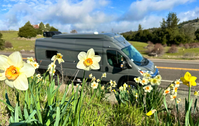 A grey RV rental is parked by a scenic road, surrounded by blooming yellow daffodils, under a bright blue sky.