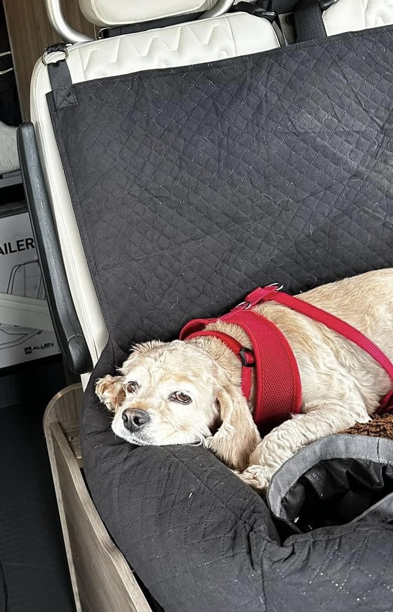 A cream-colored dog in a red harness rests in its black quilted pet bed inside an rv rental.