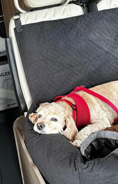 A cream-colored dog in a red harness rests in its black quilted pet bed inside an rv rental.