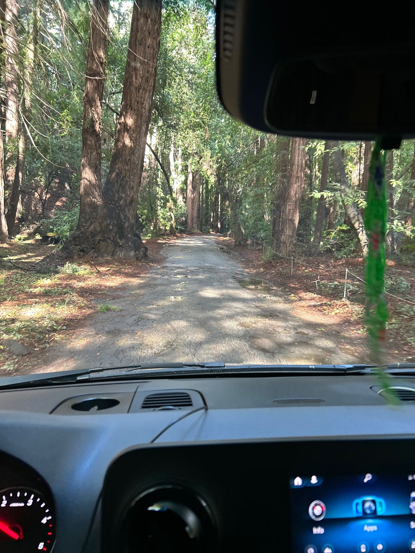 View from an RV rental dashboard, driving a dirt road lined with ancient, tall forest trees.