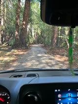 View from an RV rental dashboard, driving a dirt road lined with ancient, tall forest trees.