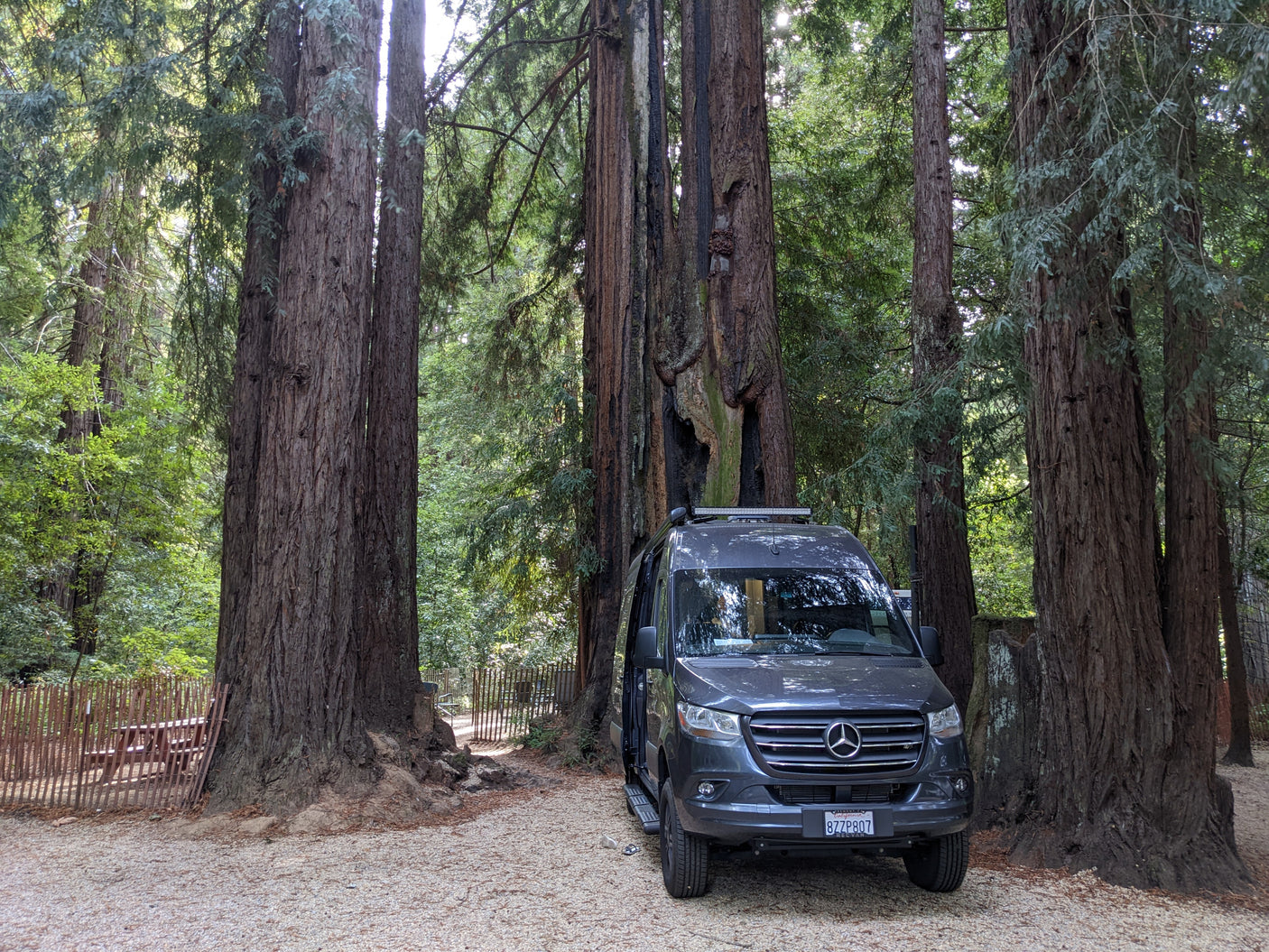 RV rental van parked among towering redwood trees. A dark grey Mercedes-Benz Sprinter on a gravel path in a serene forest.
