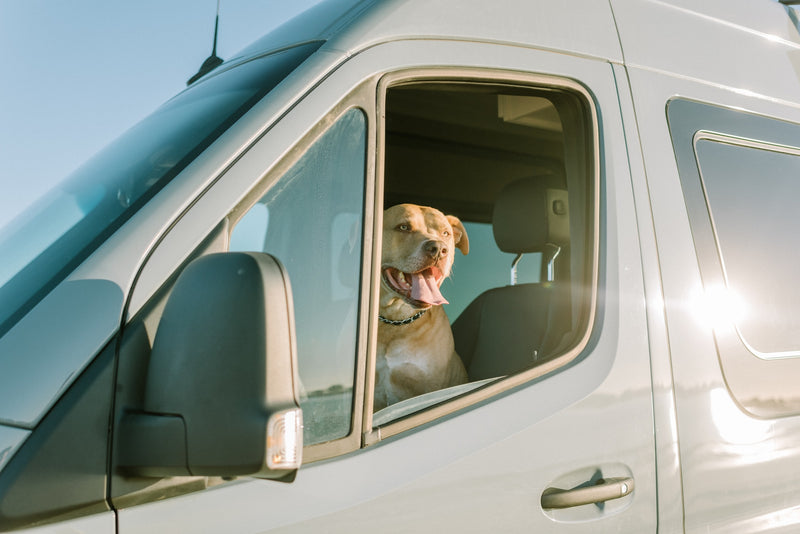 A happy tan dog looks out the window of an RV rental van, ready for pet-friendly road trip adventures! — photo 3