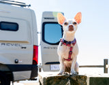 Travel buddy! A small white dog with pink harness sits on a wooden beam in front of two white Revel RV rental vans.