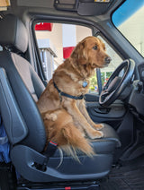 Adorable golden retriever patiently waits in an RV rental's driver's seat during a travel stop.