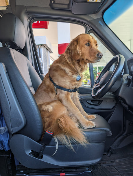 Adorable golden retriever patiently waits in an RV rental's driver's seat during a travel stop.