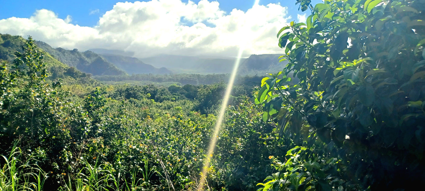 Sun-drenched, lush green mountains and forests under a cloudy sky. Perfect scenery for an RV rental adventure.