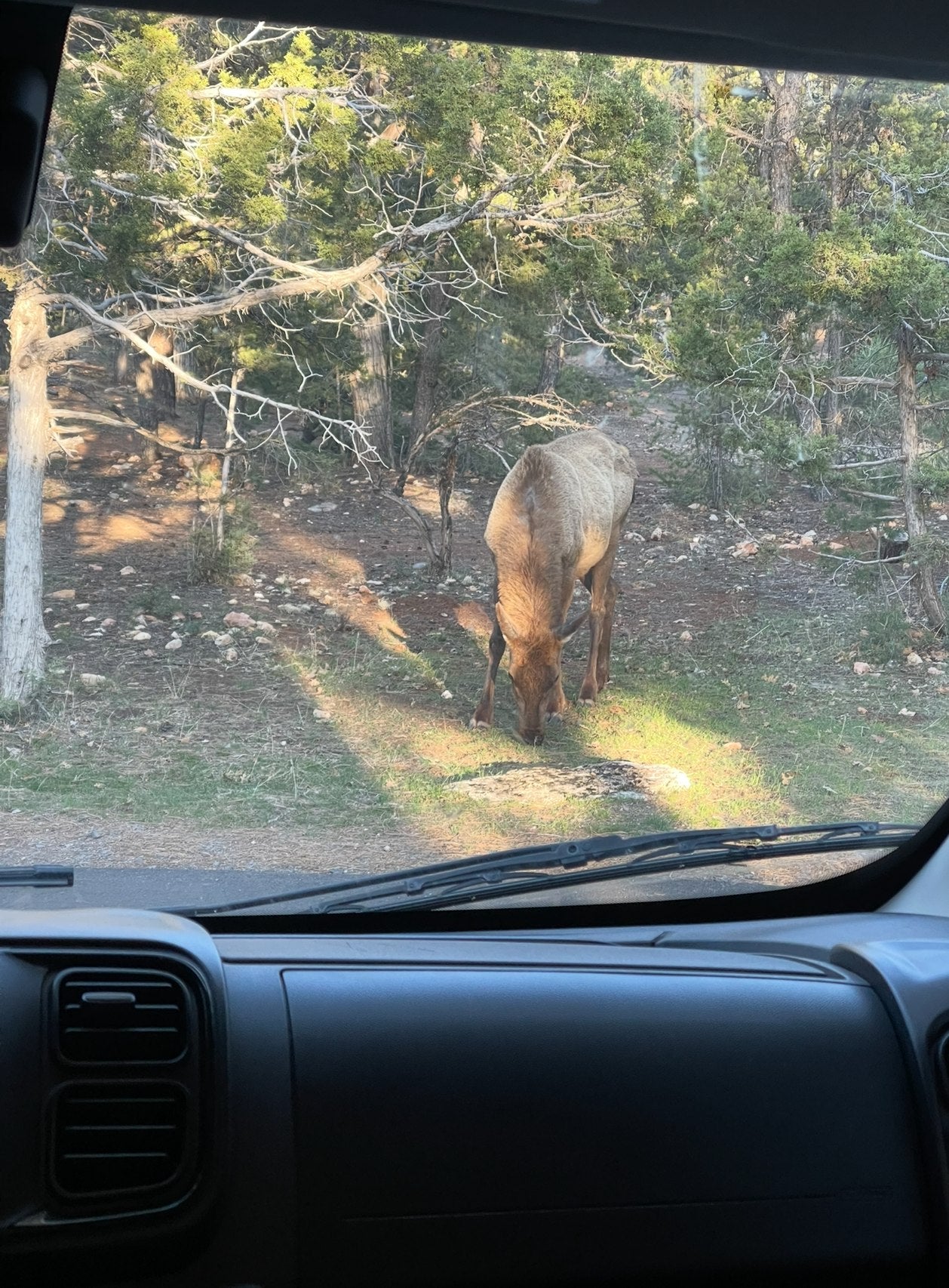An elk peacefully grazes in a sunlit forest, viewed from an RV rental. Dashboard and wipers visible.