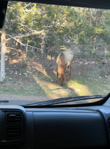 An elk peacefully grazes in a sunlit forest, viewed from an RV rental. Dashboard and wipers visible.
