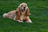 A happy light brown Cocker Spaniel dog rests calmly on lush green grass. Perfect companion for an RV rental adventure!