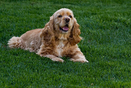 A happy light brown Cocker Spaniel dog rests calmly on lush green grass. Perfect companion for an RV rental adventure!