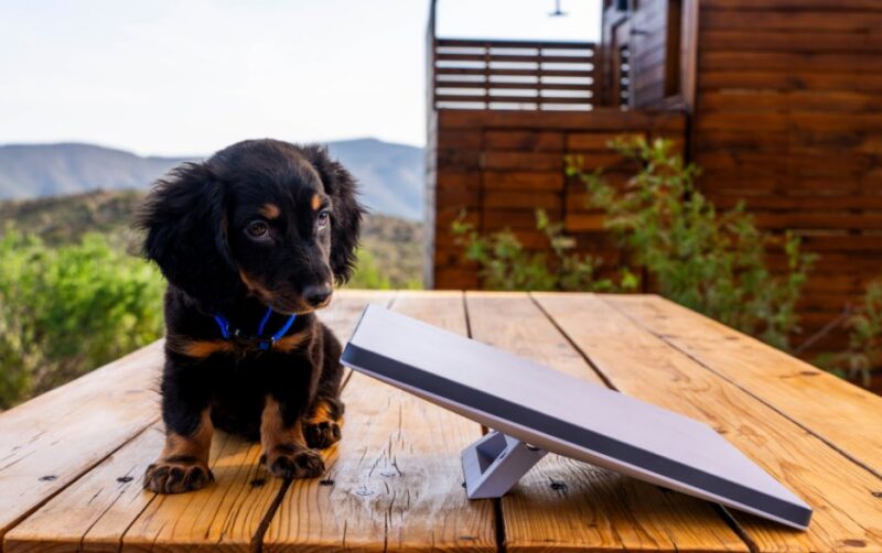 A cute black and tan puppy sits on a wooden table, staring at a portable satellite internet dish. Perfect for RV rental adventures.