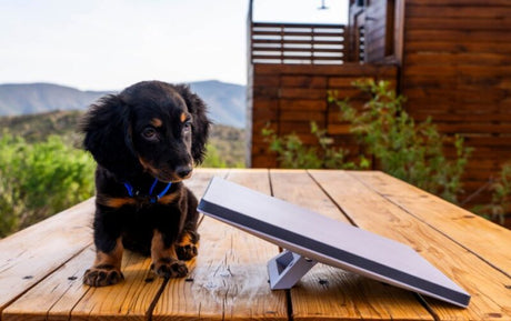 A cute black and tan puppy sits on a wooden table, staring at a portable satellite internet dish. Perfect for RV rental adventures.
