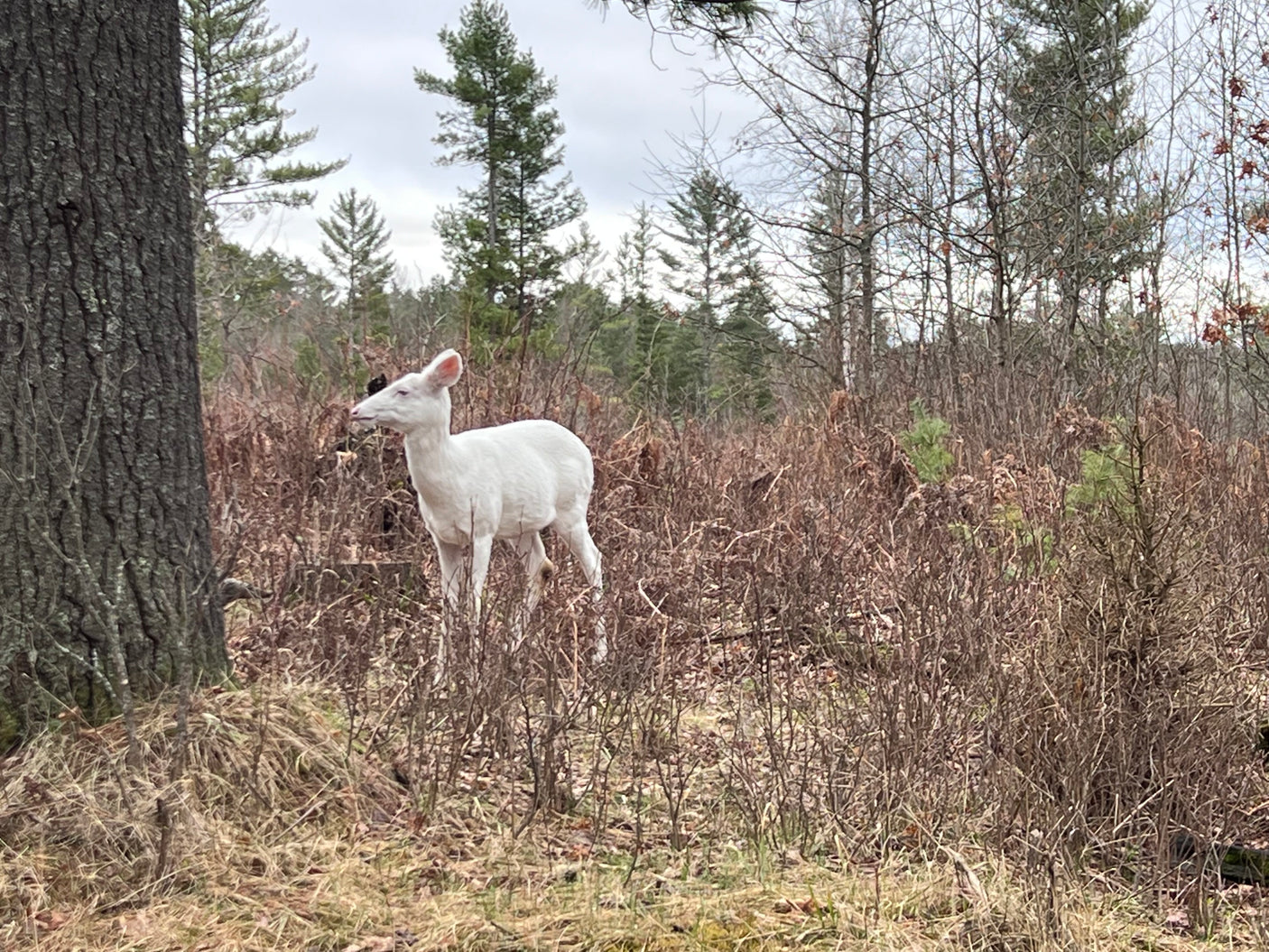 Spot a majestic albino deer in nature. Plan your outdoor escape with an RV rental for unforgettable wildlife encounters!