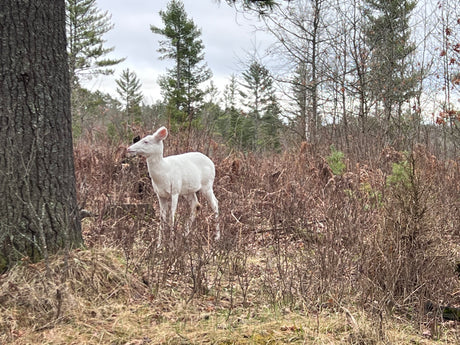 Spot a majestic albino deer in nature. Plan your outdoor escape with an RV rental for unforgettable wildlife encounters!