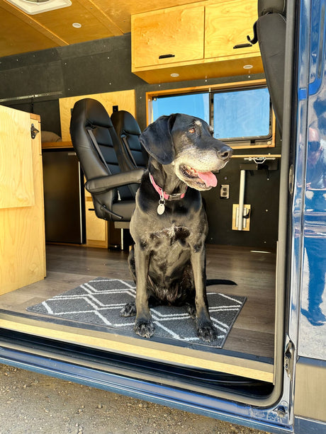 A happy older black dog sits on a rug inside a customized RV rental, enjoying the view from the open door.