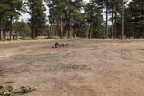 Rustic forest clearing with two rock fire pits, ideal for an RV rental camping spot among tall pine trees.