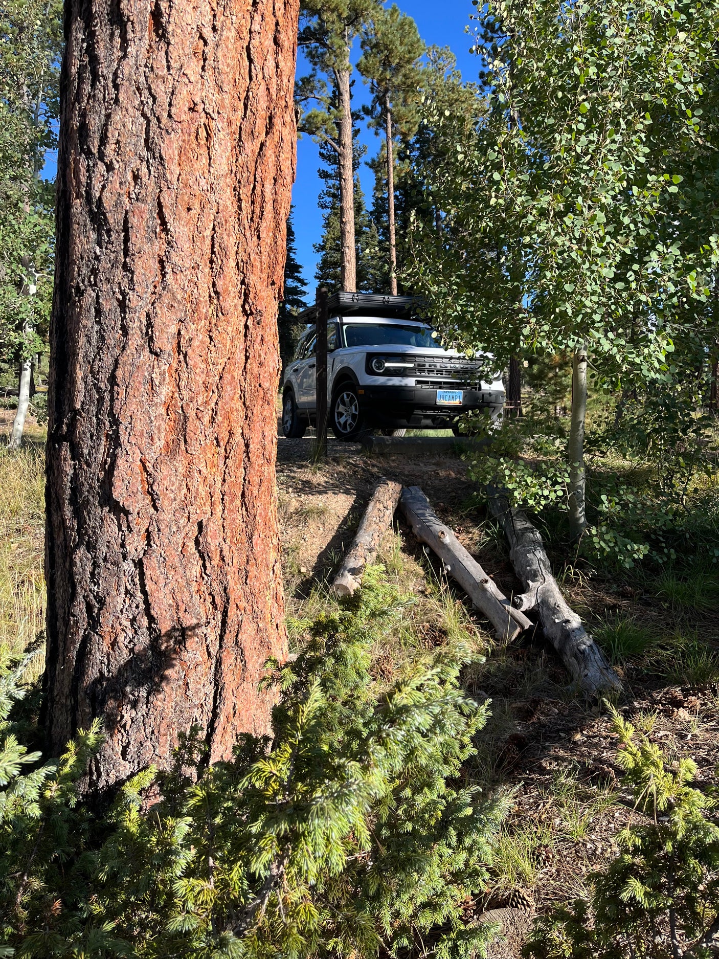 A bright white Ford Bronco Sport with a roof tent is parked among sunlit pines and aspens; an ideal RV rental for forest camping.