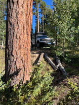 A bright white Ford Bronco Sport with a roof tent is parked among sunlit pines and aspens; an ideal RV rental for forest camping.