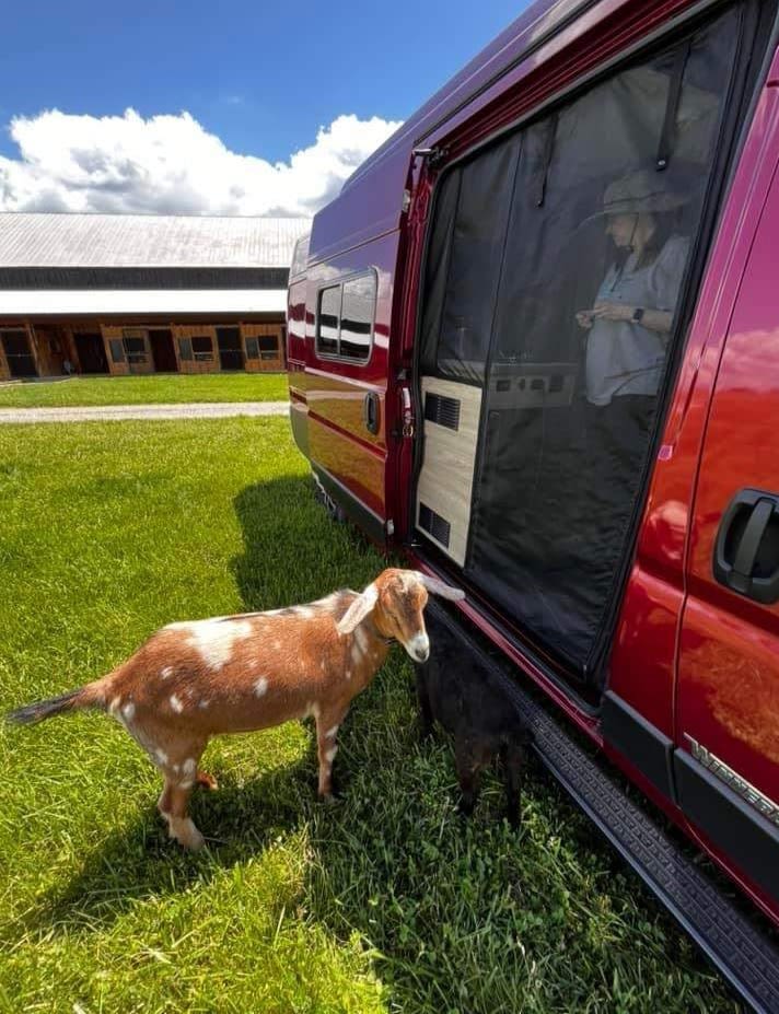Goats explore by a red RV rental van on grass, a person inside. Great for pet-friendly van life & rural camping.