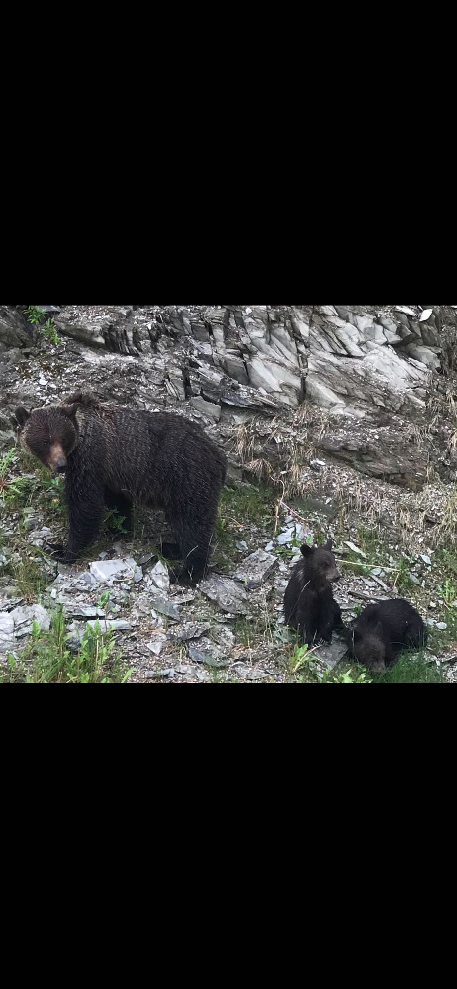 Mother bear and her two cubs on a rocky hillside. An RV rental trip can lead to such incredible wildlife sightings!