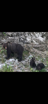 Mother bear and her two cubs on a rocky hillside. An RV rental trip can lead to such incredible wildlife sightings!